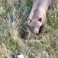 VIDEO | Valgat külastanud karudest Poljast ja Prošast üks läks tõenäoliselt Lätti