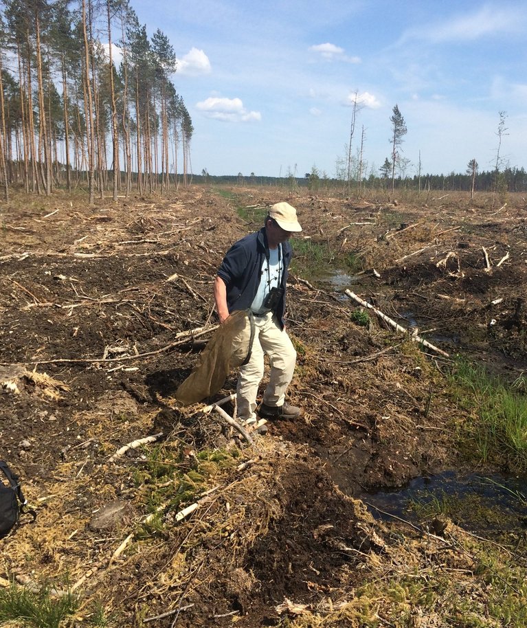 Soode ja rabade taastamine on Eestis toimunud alates 2016. aastast. Kõigepealt tuleb alalt maha võtta ka kasvavad puud ehk ala raadada.