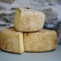 Juustud sünnivad karjamaal: kuidas saadakse juustude kuningat Parmigiano Reggiano't