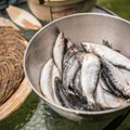 Värske suitsurääbise eest küsitakse kullahinda. Sellest hoolimata jooksevad ostjad tormi
