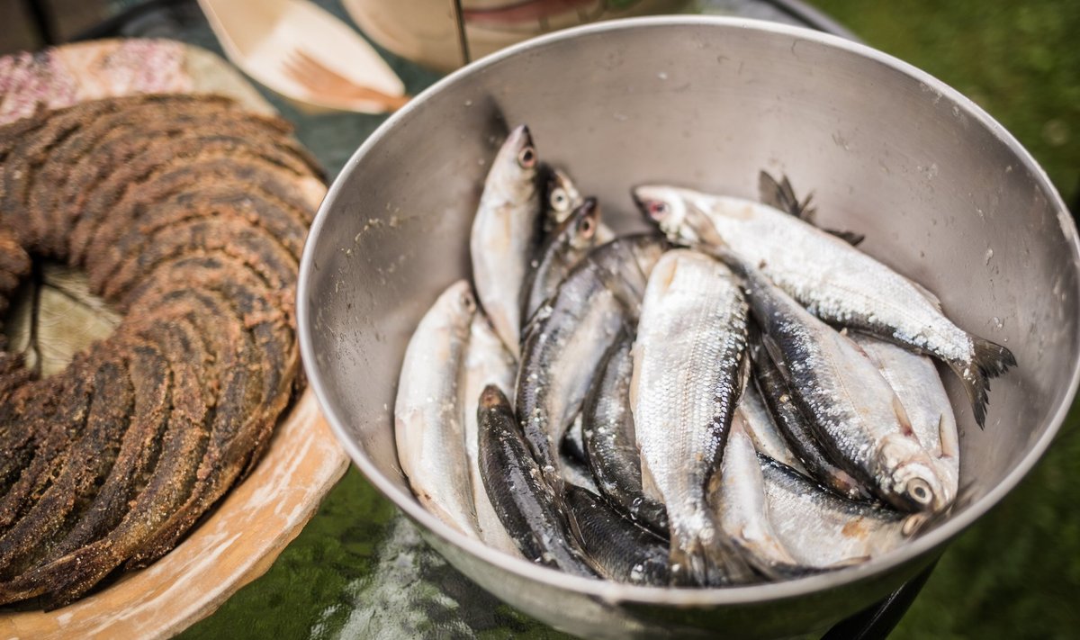 Rääbisepüük Peipsi ja Lämmijärvest lubati alles aastast 2011. Esimesed kuus suve lubati Eesti kaluritel teda püüda kõigest 10–15 tonni, mullu aga oli püügikvoot koguni 400 tonni.