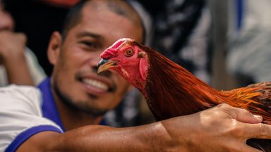 ФОТО читателя Delfi: Петушиные бои на Филиппинах, или Гладиаторы поневоле