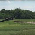 VIDEO: Florida golfiharrastajad sattusid peale hiiglaslikule alligaatorile