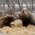 ERISAADE | Loomakaitsjate arvates minnakse karude küttimisega liiale, keskkonnaamet ei näe muretsemiseks põhjust