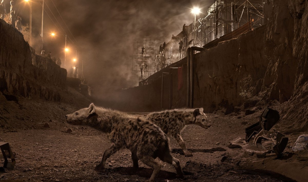 Nick Brandt, “River Bed with Hyenas”. Autor ehitab industriaal- või kaevanduskeskkonda matkivad võtteplatsid ning pildistab seal loomi.