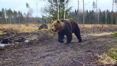 Kuidas karu pildile püüda?