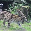 Tallinna loomaaias toimub leoparditüdrukute nimepidu