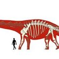 Nagu 12 elevanti kokku panna: Dreadnoughtus e kõrval tundus türannosaurus kääbus