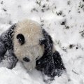 Loomaaias elav pandapoeg näeb esimest korda lund