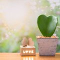 В поисках романтики: 5 комнатных растений с листьями в виде сердца, которые можно подарить на День Валентина