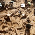 Venemaal avastati juhuse läbi hiiglaslik kogus mammutiluid