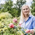 ROOSE TASUB SÜÜA: Eesti aiarooside õied on tervistavatest ainetest pungil
