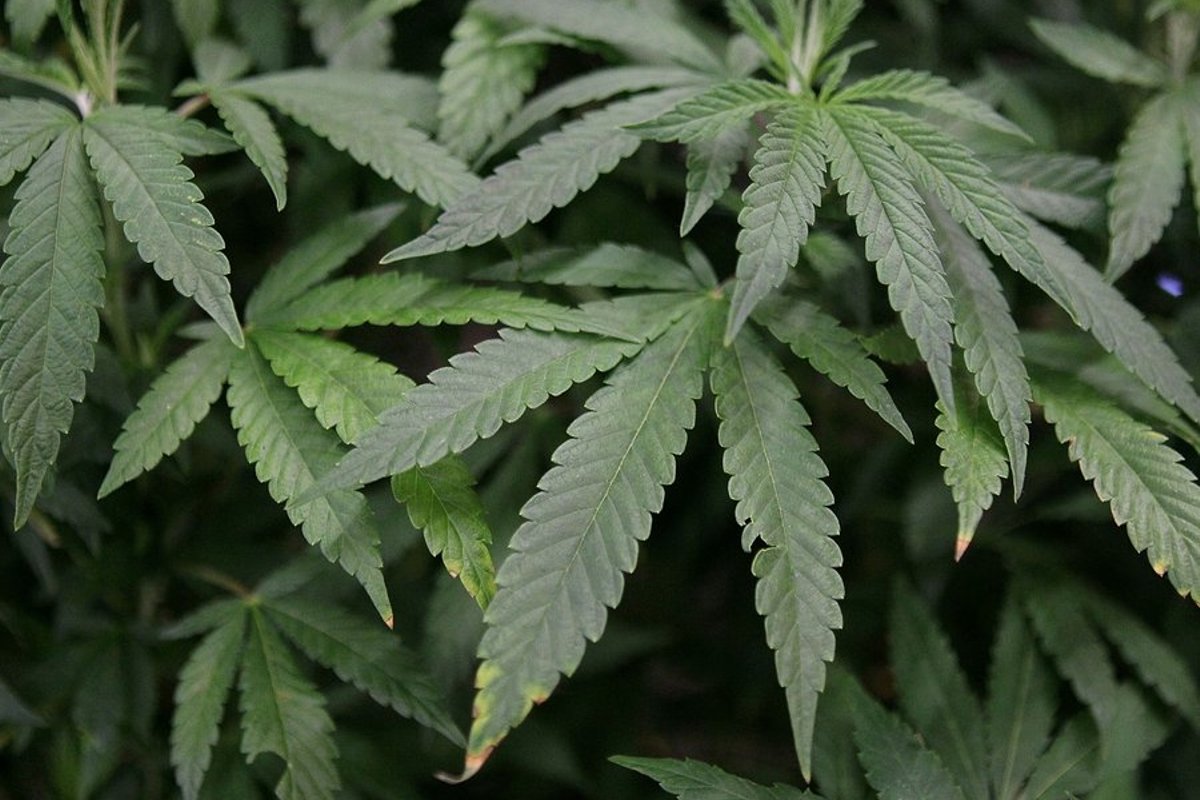Квн марихуана коноплю разрешили выращивать в россии
