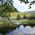 Kas Loch Nessi järvekoletis on ikka väljamõeldis? Temaga tegelemiseks on loodud lausa riiklik plaan