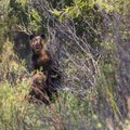 На Камчатке застрелили забравшихся на подлодку медведицу с медвежонком
