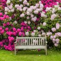 9 asendamatut nippi rododendronite õiteilu tagamiseks