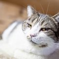 KODULEIDJA | Kassitoa kõige suurema kassi tiitlit kandev Jossu on suur jutustaja