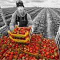 Saanisõit röövis Eesti parima maasikakasvataja elu