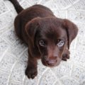 TOP 4 | Kõige armsamad videod pilkupüüdvatest koerakutsikatest
