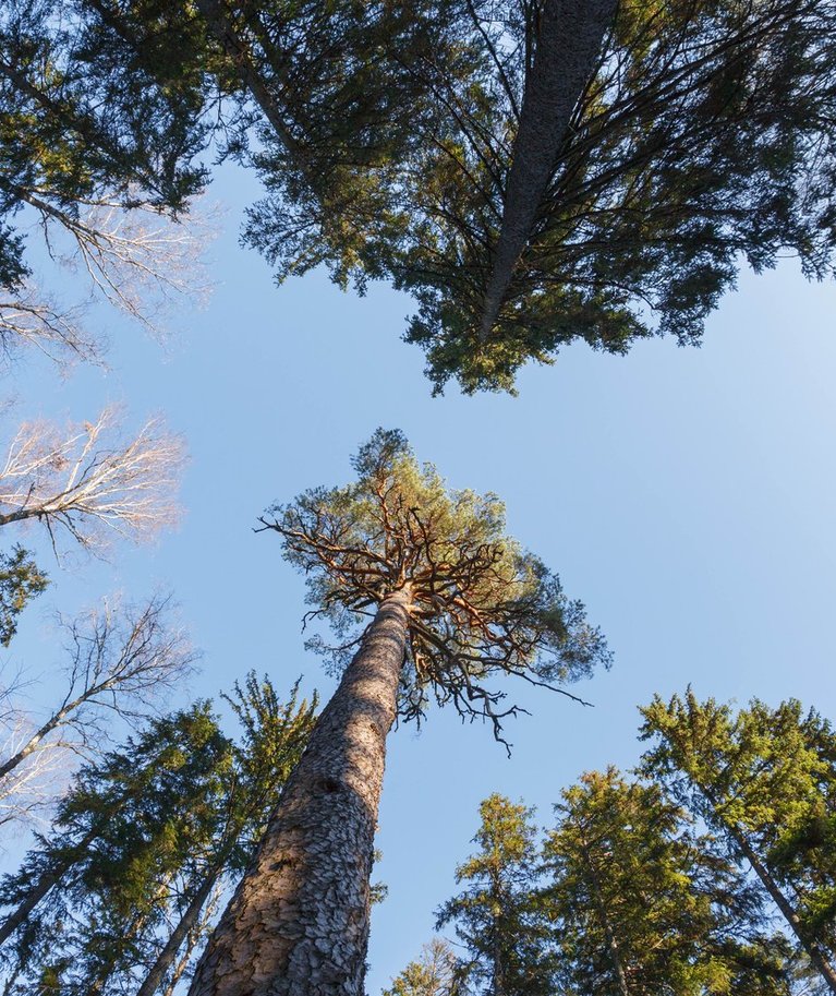 Kõrge puiduhind ei tähenda, et kõik puud maha raiutakse. Näiteks Järvselja Kuningamänd kandideerib hoopis Euroopa aasta puu 2022 tiitlile.