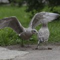 Kajakad lükkasid Pirita vaba aja keskuse remonditööd edasi