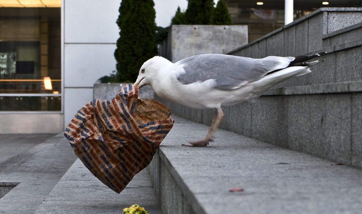Foto on illustratiivne.