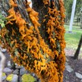 Efektne oranž seen kadakal võib olla ohtlik hoopis viljapuudele