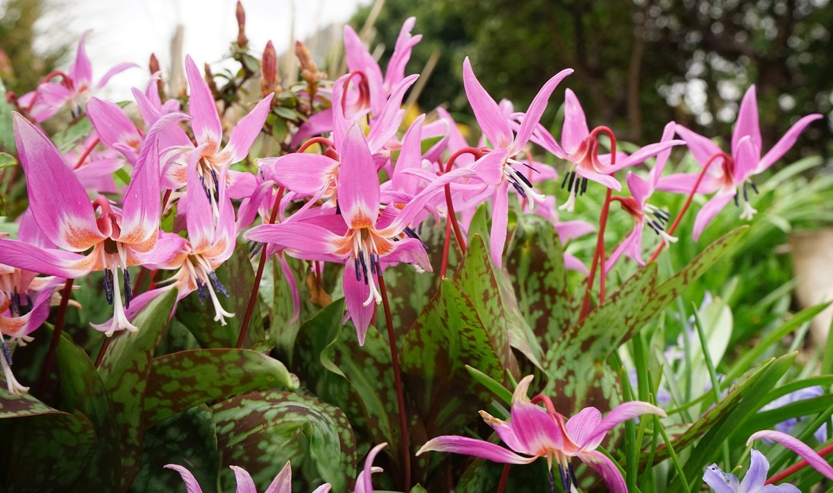 Koerahambad (Erythronium)