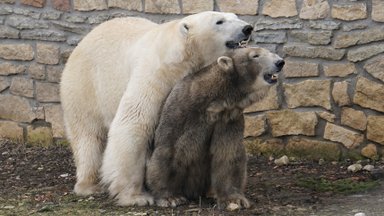 Uuesti leitud armastus: Tallinna loomaaia jääkarupaar lasti taas kokku