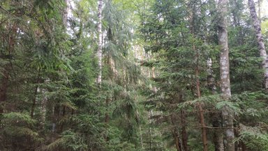 Euroopa Komisjon kiitis heaks 16,2 miljoni euro suuruse abikava metsaomanike toetuseks