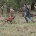 VIDEO: Koera rünnanud känguru sai inimeselt lõuahaagi