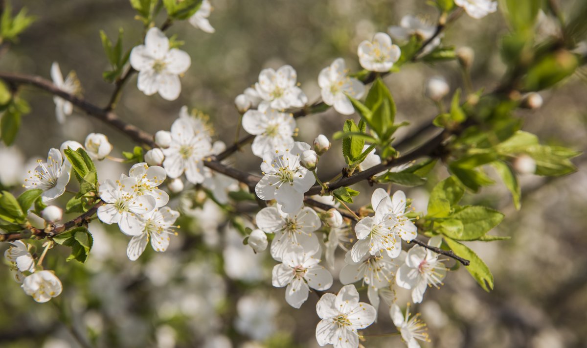 Flowers of the apple tree blossoms on a spring day