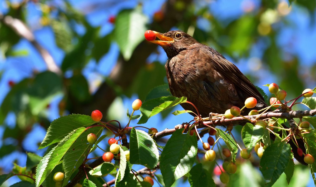Linnud võivad murelipuu ka täiesti tühjaks süüa.