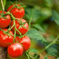 Oma kogemus: tomateid saab kasvatada ka täiesti ilma kastmata