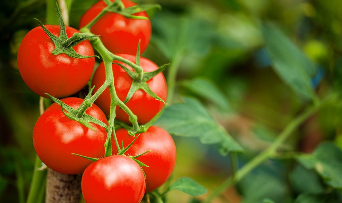 Tomatite kasvatamiseks on mitmeid võimalusi, kastmisvaba meetod teeb aiapidaja elu eriti lihtsaks.