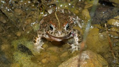 Камышовые жабы снова справляют свадьбы! Все благодаря очистке и восстановлению водоемов