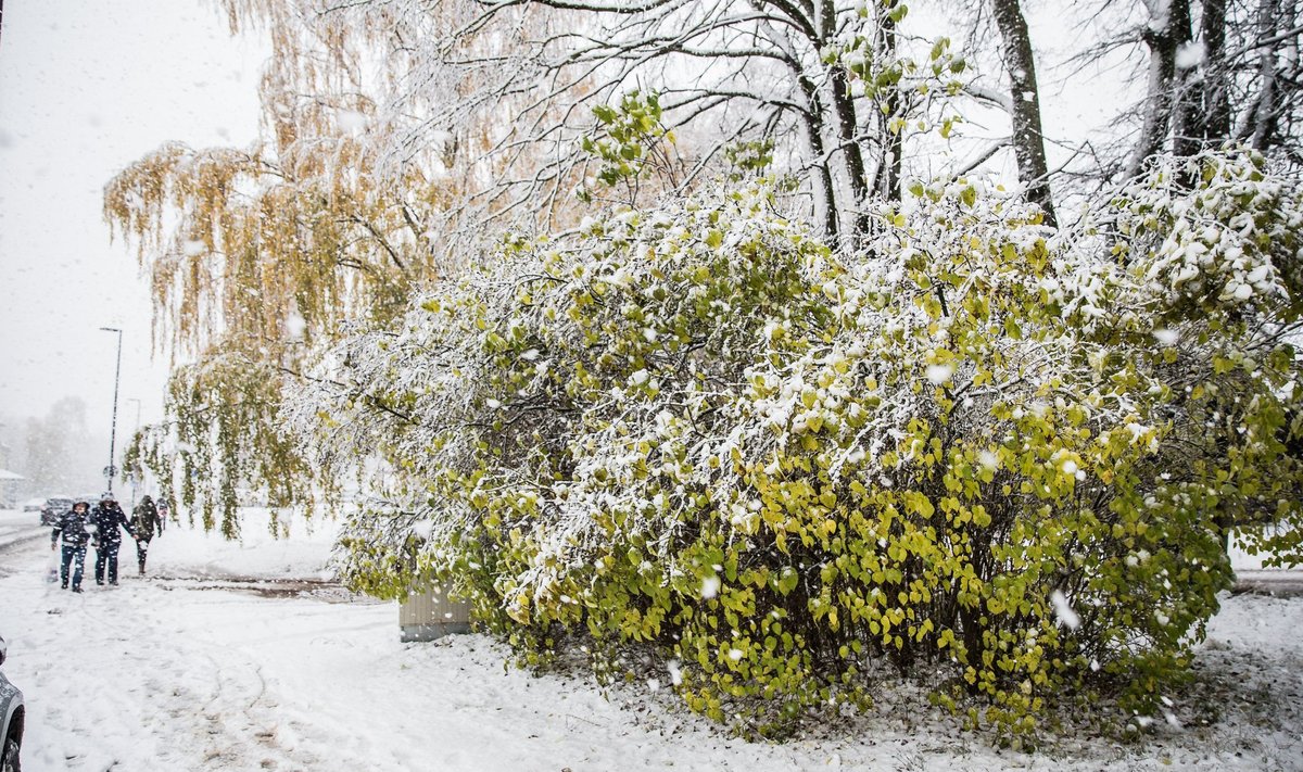 Esimene lumi tuli Tartumaal tänavu oktoobri lõpus ajal, mil puud polnud jõudnud lehtedest loobuda.