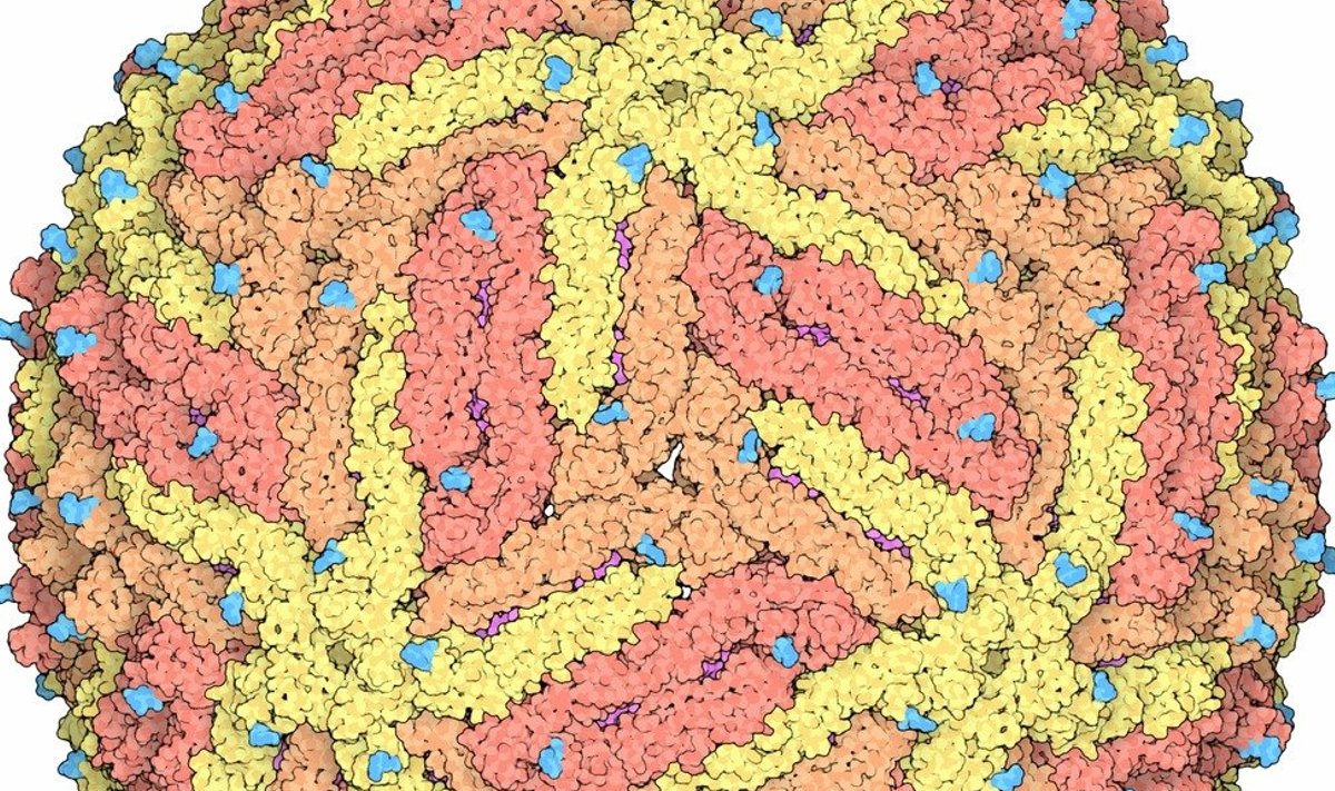 Zika-viirus (Foto: Wikimedia Commons / David Goodwill)
