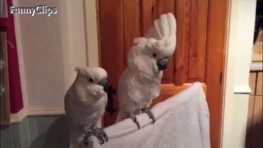 LÕBUS VIDEO | Tantsi kaasa! Vaata, milliste menukate laulude saatel linnud tantsu löövad