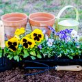12 tähtsat asja, mida aednik peab aprillis tegema