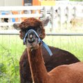 GALERII | „Kas see on kaamel?“ Rehe talu ootab külla küülikuid ja alpakasid imetlema
