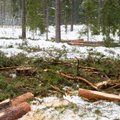 Sajad Eesti ja maailma teadlased kutsuvad energiaks puidu põletamist piirama