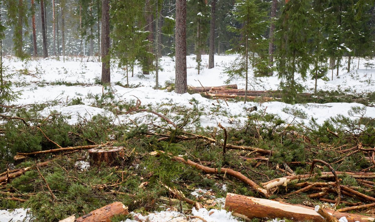 Teadlased hoiatavad, et puidu põletamine energia saamiseks hävitab elurikkust ja panustab kliimasoojenemisse.