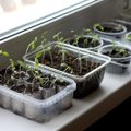 Taimekasvatus siseruumides: milliseid taimi tasuks kodus kasvatada?