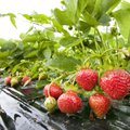 Maasikakasvatajad tõmbavad koomale: hind on turul juba viis aastat sama, aga kõik läheb ju kallimaks