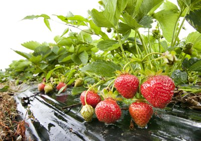 Kes aitab tänavuse maasikasaagi põllult kokku korjata?