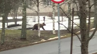 ВИДЕО | Медведь бегает по поселку в Ида-Вирумаа — будьте осторожны!