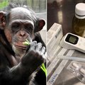 Inimestele pidu, loomale stress: Tallinna loomaaia šimpans Betty haigestus aastavahetuse mürgli tagajärjel
