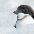 Keiserpingviinide kolooniat tabas katastroofiline järglaste hukk