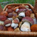 Mükoloog Veiko Kastanje: Minge metsa! Tänase seenesousti jagu seeni leiate sealt kindlasti